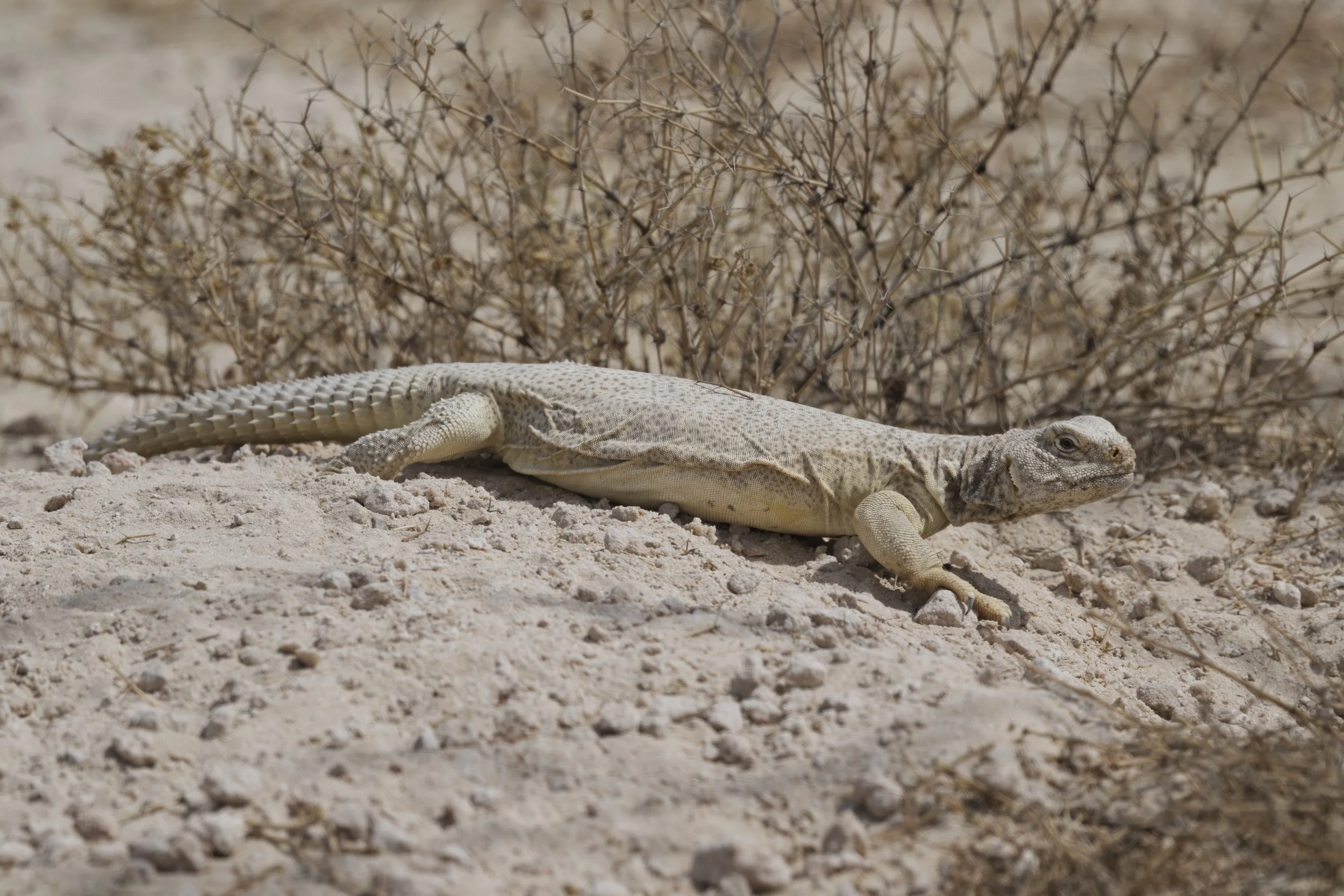 Lezbiyenlar yosh qari yaladi